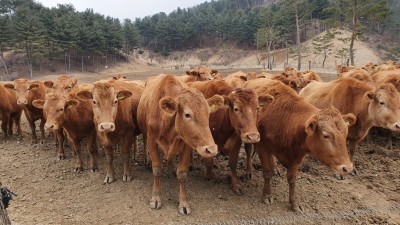 경기도, 한우 가격 폭락에 유전정보를 활용한 개체수 조정 추진