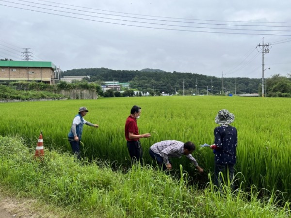 2. 용인시기술센터 관계자_ 농가대표 및 농협직원이 벼 재배단지 현장심사를 하고있다.JPG