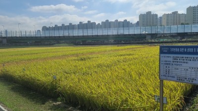 경기도농기원, 기후변화에 따른 벼 모내기 시기 재설정