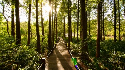 경기도 물향기수목원, 초미세먼지 저감능력실험 결과 수목원 외부보다 내부 미세먼지 32.1% 낮아. 여과능력 증명