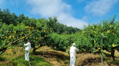 용인특례시, 갈색날개매미충 등 외래해충 발생 조사