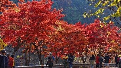 가을 단풍 즐겨요…안양시, 서울대 관악수목원 26일간 시범 개방