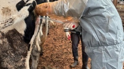 경기도 축산진흥센터, 저지농가 협의체 농가 대상 첫 수정란 이식 개시