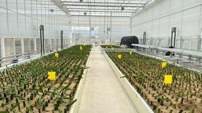 경기도 농기원, 접목선인장 무병대목 농가보급 본격추진…4만 주 공급 예정