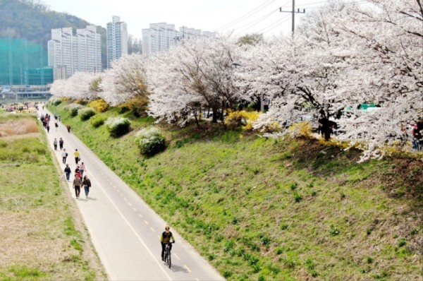 5_(안양천 벚꽃길 풍경) 안양시 안양천과 충훈벚꽃길에 벚꽃이 만개했다(촬영일 24.4.4.)(1).jpg