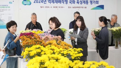 경기도농기원, 겨울에도 잘 자라는 국화 품종 소개합니다~