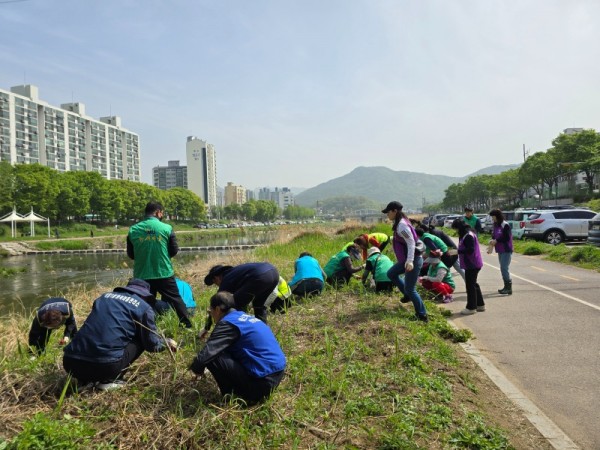 생태계 교란식물 제거작업 사진1(박달1동 박석교).jpg