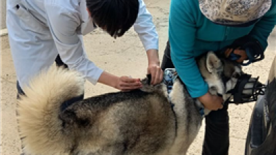 경기도, 공수의사 활동 지원 위한 수당 인상·상해보험 지원 확대