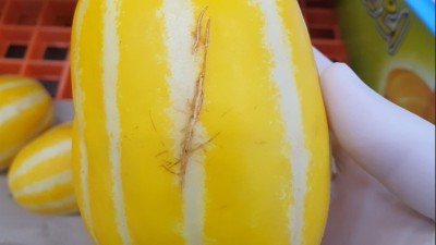 경기도, 전국 최초 ‘아까운 농산물’ 유통 지원…농가소득↑환경오염↓
