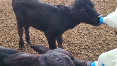 경기도, 국내 최초 ‘이탈리안 물소’ 번식 성공… 고부가가치 프리미엄 낙농 시대 열었다
