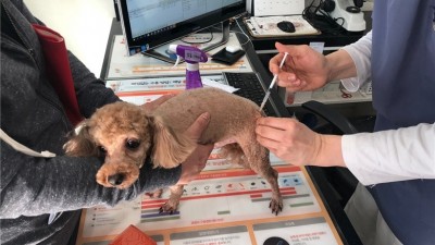 광명시, 4월 6일부터 15일까지 광견병 예방접종 지원… 7천 원에 접종 가능
