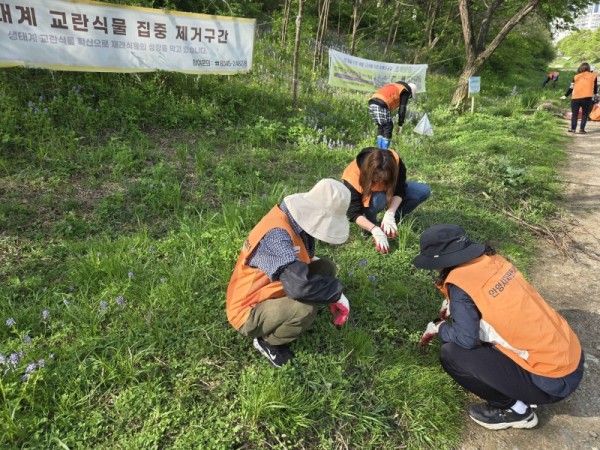 우리마을 탄소중립 실험실 리빙랩 참여 시민들이 학의천 일대에서 생태계 교란종을 퇴치하고 있다 2.jpg