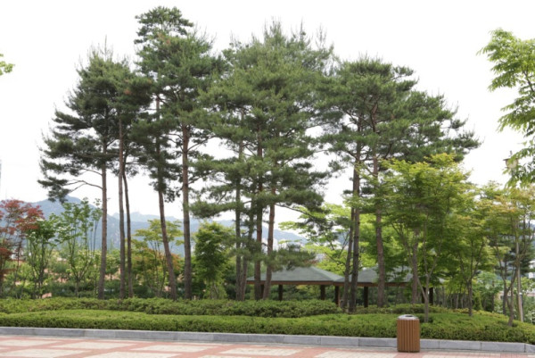 (자료사진)안양시 석수동에 있는 소나무 모습.jpg